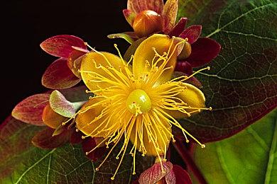 任天堂状告欧洲网盘提供盗版游戏下载获赔44万欧元